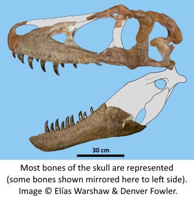Most bones of the skull are represented (some bones shown mirrored here to left side). Image © Elías Warshaw & Denver Fowler.