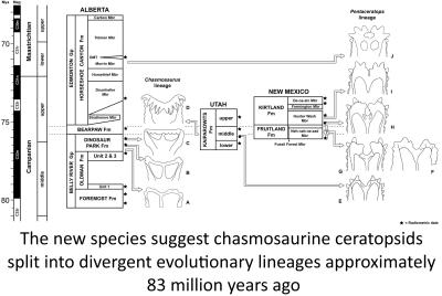 The new species suggest chasmosaurine ceratopsids split into divergent evolutionary lineages approximately 83 million years ago