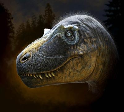 The new species is recognized by the unique arrangement of small hornlets around the eye. Image © Andrey Atuchin and Badlands Dinosaur Museum
