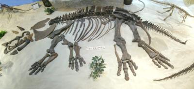 Larry Triceratops skeleton on display