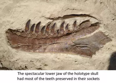 The spectacular lower jaw of the holotype skull had most of the teeth preserved in their sockets
