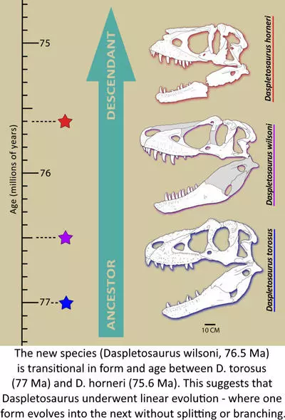 The new species (Daspletosaurus wilsoni, 76.5 Ma) is transitional in form and age between D. torosus (77 Ma) and D. horneri (75.6 Ma). This suggests that Daspletosaurus underwent linear evolution - where one form evolves into the next without splitting or branching.