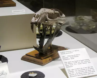 Dinosaur Exhibits