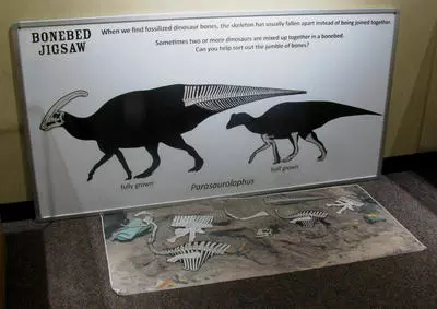 Dinosaur Exhibits