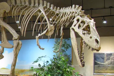Dinosaur Exhibits