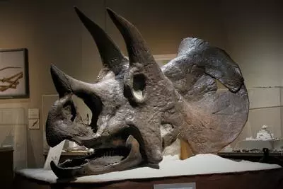 Dinosaur Exhibits