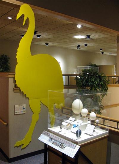 Eggshibit