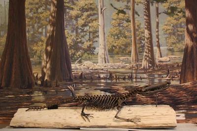 Borealosuchus