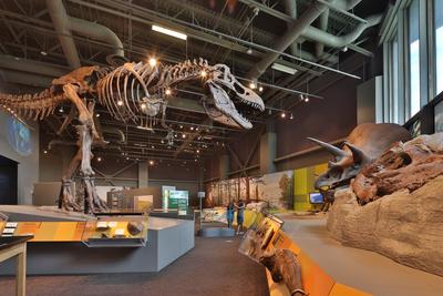 Dinosaurs overhead