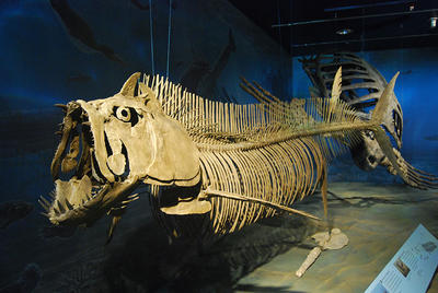 Xiphactinus