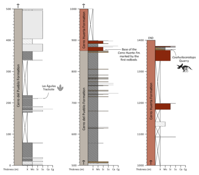 Measured stratigraphic section