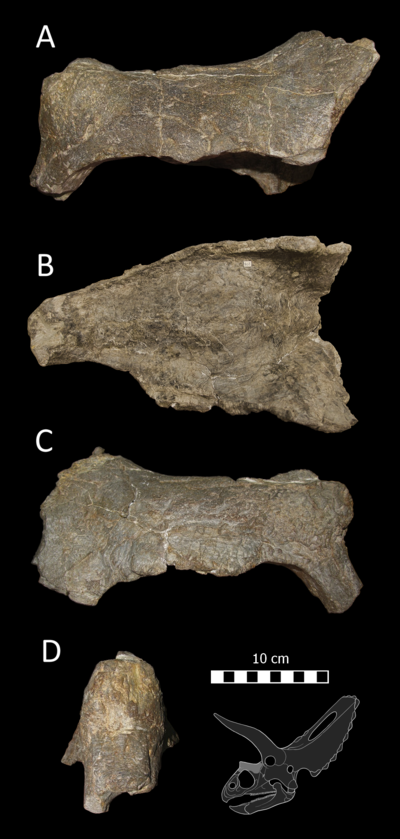 Nasal