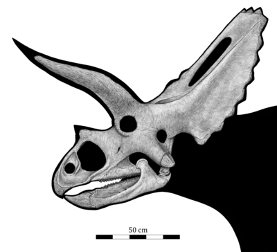 Skull reconstruction