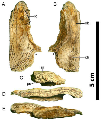 The frontal bone described in the new study