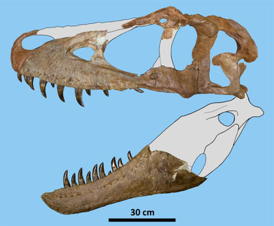 Most bones of the skull are represented (some bones shown mirrored here to left side). Image © Elías Warshaw & Denver Fowler.