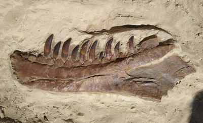The spectacular lower jaw of the holotype skull had most of the teeth preserved in their sockets