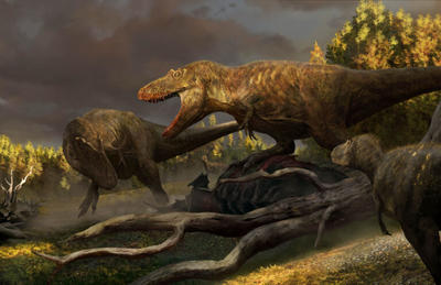 The new specimen, "Sisyphus", is one of four tyrannosaur skeletons recently collected by Badlands Dinosaur Museum. Here the four tyrannosaurs dispute ownership of the fresh carcass of a Centrosaurus. Image © Rudolf Hima & Badlands Dinosaur Museum.