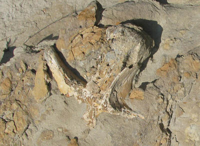 This spine from the middle of the back was one of the first bones found at the site in 2017