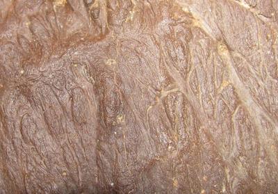 The skull bones are very finely preserved. Here you can see a closeup of the pits and grooves on the side of the upper jaw. These would have housed blood vessels and sensitive nerves.