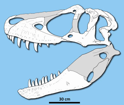 Alternative map of skull bones, as line drawings