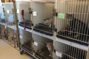 Cat Cages