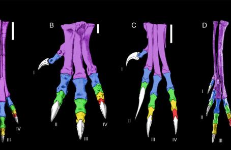 Dinosaur arm diagram