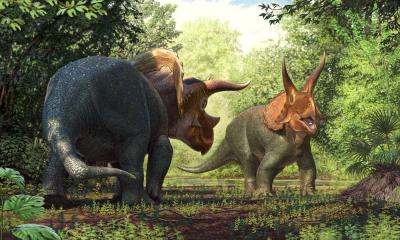 triceratops