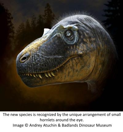 The new species is recognized by the unique arrangement of small hornlets around the eye.  Image Andrey Atuchin and Badlands Dinosaur Museum