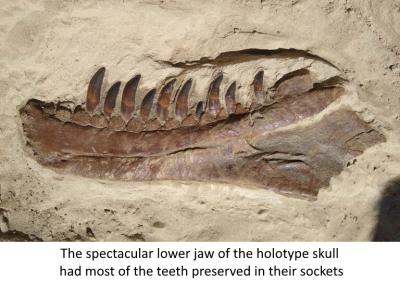 The spectacular lower jaw of the holotype skull had most of the teeth preserved in their sockets