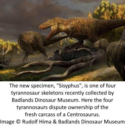The new specimen, "Sisyphus", is one of four tyrannosaur skeletons recently collected by Badlands Dinosaur Museum. Here the four tyrannosaurs dispute ownership of the fresh carcass of a Centrosaurus. Image © Rudolf Hima and Badlands Dinosaur Museum.