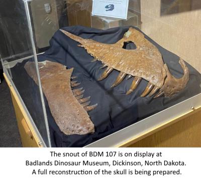 The snout of BDM 107 is on display at Badlands Dinosaur Museum, Dickinson, North Dakota. A full reconstruction of the skull is being prepared.