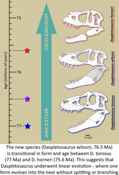 The new species (Daspletosaurus wilsoni, 76.5 Ma) is transitional in form and age between D. torosus (77 Ma) and D. horneri (75.6 Ma). This suggests that Daspletosaurus underwent linear evolution - where one form evolves into the next without splitting or branching.