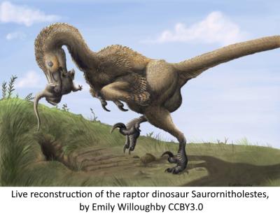 Life reconstruction of the raptor dinosaur Saurornitholestes, by Emily Willoughby CCBY3.0