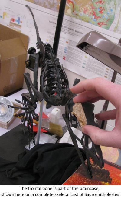 The frontal bone is part of the braincase, show here on a complete skeletal cast of Saurornitholestes
