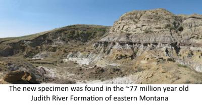 The new specimen was found in the ~77 million year old Judith River Formation of Eastern Montana