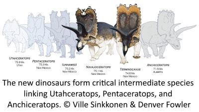 The new dinosaurs form critical intermediate species linking Utahceratops, Pentaceratops, and Anchiceratops. © Ville Sinkkonen & Denver Fowler