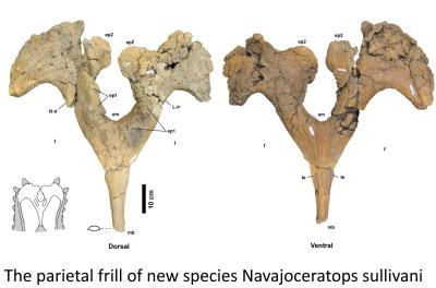 The parietal frill of new species Navajoceratops sullivani