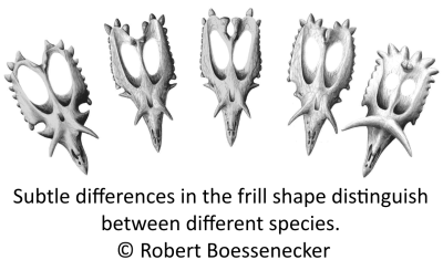 Subtle differences in the frill shape distinguish between different species. © Robert Boessenecker
