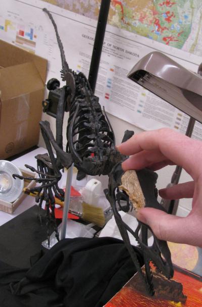 The frontal bone is part of the braincase, shown here on a complete skeletal cast of Saurornitholestes