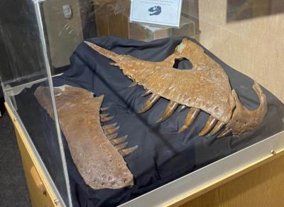 The snout of BDM 107 is on display at Badlands Dinosaur Museum, Dickinson, North Dakota. A full reconstruction of the skull is being prepared.