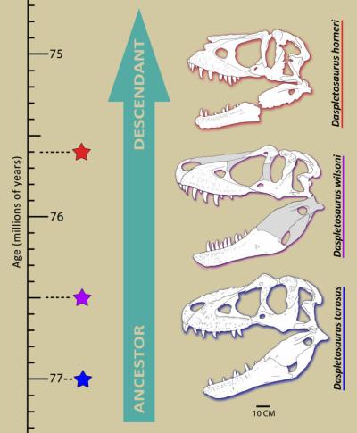 The new species (Daspletosaurus wilsoni, 76.5 Ma) is transitional in form and age between D. torosus (77 Ma) and D. horneri (75.6 Ma). This suggests that Daspletosaurus underwent linear evolution - where one form evolves into the next without splitting or branching.