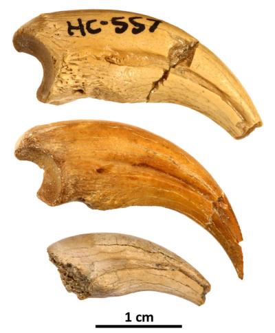 The three claws described in the study form an ontogenetic series showing changes in shape and texture as the animal grew in size.