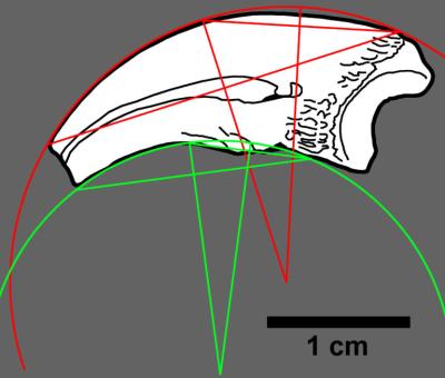 Curvature of damaged claws can be reconstructed using geometry (Mononykus, shown).