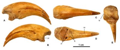 One of the new claws is almost complete, and shows that alvarezsaurid thumb claws were more curved than previously assumed.