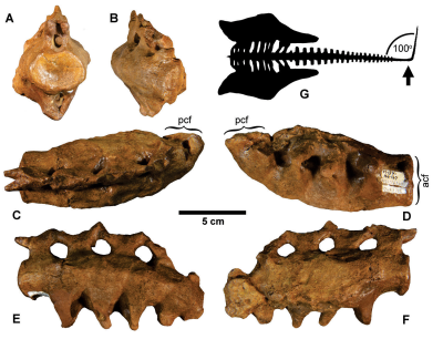 Injured Triceratops tail bones - original research image
